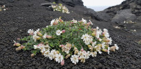 Silenka jednokvětá (Silene uniflora) je na Surtsey hojným druhem, zvláště na tmavé vulkanické tefře, jak označujeme sopečný materiál vyvržený při erupci.  Foto J. Grétarsdóttir