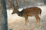 Axis indický (Axis axis) je nejpočetnějším indickým jelenem, nicméně  dnes žije již jen v chráněných územích. V evropských zoologických zahradách  se s ním můžeme setkat velmi často,  ale v České republice nyní chován není. Foto J. Pluháček