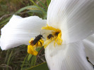 Včely Trigona spinipes sbírají pyl i na Vellozia squamata. Tocantins, Lizarda. Foto R. J. V. Alves
