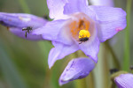 Včely Trigona spinipes sbírající pyl, a také na blizně velozie Vellozia intermedia. Minas Gerais, pohoří Ibitipoca. Foto R. J. V. Alves