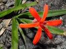 Většina druhů veloziovitých (Velloziaceae), jako tato Barbacenia tomentosa, má květy s radiální symetrií (paprsčitě souměrné). Foto R. J. V. Alves