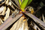 Včely sbírající pryskyřici z listových růžic Vellozia subscabra, září 2014. Foto R. J. V. Alves