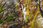 Vellozia epidendroides vylučuje pryskyřici jak listy, tak žlázami na stvolech a v květech na dolní části kalichu obrůstající semeník. Foto R. J. V. Alves