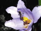 Nymfa ploštice, pravděpodobně náležící k druhu Heniartes annulatus, s chycenou včelou v květu Vellozia aff. subscabra. Po těle má, díky pryskyřici, nalepená zrnka písku. Pohoří Ouro Grosso, únor 2016. Foto R. J. V. Alves