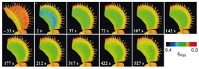 Fotosyntetická odpověď listu mucholapky podivné na mechanické podráždění, které vede k tvorbě akčních potenciálů (viz obr. 6) a zavření pasti. Vizualizace pomocí techniky zaznamenávající různé parametry fluorescence chlorofylu a. Efektivní fotochemický kvantový výtěžek fotosystému II (ΦPSII) udává, jaká část světelné energie absorbované chlorofyly ve fotosystému II se využívá na fotochemickou reakci (fotosyntézu; znázorněna v nepravých barvách). Studené tóny barev odpovídají nízké a teplé tóny  vysoké fotochemické aktivitě. Mechanický podnět byl aplikovaný v čase t = 0 s. Všimněme si, že inhibice fotosyntézy zasahuje především centrální část pasti a neprojevuje se v asimilačním listu pod pastí. Podle A. Pavloviče a kol. (2010)