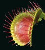Modifikovaná svrchní část listu mucholapky podivné (Dionaea muscipula) s dobře viditelnými citlivými  spouštěcími trichomy (blíže v textu)  na vnitřní straně listu. Foto A. Pavlovič