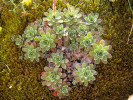 V pěchavových trávnících roste vápnomilný lomikámen vždyživý (Saxifraga paniculata). Foto P. Špryňar