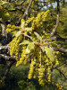Lesostep na Karlštejnsku: dub pýřitý neboli šipák (Quercus pubescens) v detailu. Foto P. Špryňar