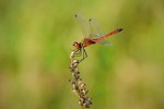 Vážka rumělková (Sympetrum depressiusculum), dospělý samec. Charakteristickými znaky obou pohlaví jsou párové černé skvrny na bocích zadečku (díky jeho zploštění dobře viditelné i při pohledu svrchu), velmi hustá žilnatina křídel,  zřetelně rozšířený zadeček a zcela černé nohy. Jde o zranitelný druh s vysokým rizikem vymizení z volné přírody.  Tato vážka je specializována na dočasně  vysychající vodní biotopy a má specifické nároky i na suchozemské prostředí. Foto M. Hykel