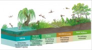 Vážky během životního cyklu  využívají řadu biotopů. Dospělci pro  své rutinní (denní) aktivity vyhledávají  různé suchozemské biotopy, které jim poskytují nejvhodnější podmínky.  Orig. J. Růžičková