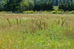 Příklad vhodného suchozemského prostředí pro dospělce vážky rumělkové. Strukturovaná vegetace opuštěného pole. Foto M. Hykel