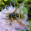 Samice pestřenky Spilomyia manicata, kriticky ohrožený druh (CR). Saproxylické larvy se vyvíjejí v mokrých dutinách listnatých stromů. Dospělci s Batesovskými mimikry velmi věrohodně napodobují vosy rodu Vespula. Dlouhá Loučka, 24. srpna 2022. Foto M. Král