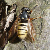 Samec pestřenky Temnostoma meridionale (VU). Larvy jsou saproxylické a vyvrtávají si chodbičky v padlých, částečně promáčených kmenech listnatých stromů. Těchanov, 7. června 2018. Foto M. Král