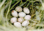 Hnízdo chřástala polního (Crex crex) je značně obtížné najít. Foto D. Křenek