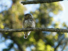 Kulíšek nejmenší (Glaucidium passerinum). Foto D. Křenek