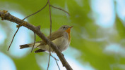 Početnost lejska malého (Ficedula parva) setrvale klesá. Foto E. Gombala 