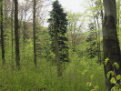 Jedlobukové lesy byly v Beskydech nejrozšířenějším typem lesa. Foto D. Křenek