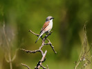 Ťuhýka obecného (Lanius collurio) uvidíme často vysedávat na vrcholcích keřů a stromů. Foto I. Miedviedieva