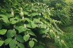 Křídlatka japonská (Reynoutria japonica). Invazní druh, který roste i na rekultivované části haldy Bezruč. Foto J. Hodeček