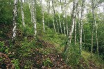 Nerekultivovaná část odvalu Bezruč ponechaná spontánní sukcesi. Převládají nálety břízy bělokoré (Betula pendula), povrch je porostlý pouze sporou vegetací. Foto J. Hodeček