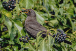 Kos černý (Turdus merula) náleží mezi naše běžné druhy ptáků, kteří konzumují ve větším množství ovoce a přispívají k šíření semen rostlin. Foto F. Spilka (www.spilka.cz)