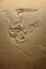 Pterodactylus kochi – drobný (okolo 20 cm) pterosaur (Euctenochasmatia) pozdní jury Bavorska. Pterosauři se vyvinuli v triasu a vyhynuli na konci křídy. Jejich výrazný úbytek a vyhynutí způsobila radiace ptáků během křídy a velké vymírání na hranici K/Pg. Svrchní jura, 150 milionů let, Solnhofen, Německo. Foto M. Košťák