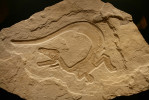 Drobný (juvenilní, 70 cm dlouhý) teropodní dinosaurus Sciurumimus albersdoerferi (Tetanurae) ze svrchní jury Evropy. Tělo měl pokryté jemným filamentárním opeřením. Neptačí dinosauři jsou ikonickou skupinou, která vyhynula na hranici K/Pg. Svrchní jura, 150 milionů let, Painten, Německo. Foto M. Košťák