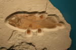Latimeriidní ryba Holophagus penicillatus představuje v mezozoiku velmi rozšířenou skupinu lalokoploutvých. Poslední fosilní zástupce známe z pozdní křídy, pak jejich záznam mizí a objevuje se až v r. 1938 v podobě nálezu dodnes žijící latimérie podivné (Latimeria chalumnae). Díky adaptaci na hlubokovodnější podmínky přežil tento lazarský taxon („živoucí fosilie“) jak mezozoická vymírání, tak pozdější klimatické změny. Svrchní jura, 150 milionů let, Solnhofen, Německo. Foto M. Košťák