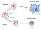 Buněčná smrt neutrofilů v zánětu. Apoptóza – neutrofily fagocytují bakterie a jsou odstraněny makrofágy – ukončení zánětu. Netóza – neutrofily vyvrhují sítě NET (vlákna DNA s histony a antimikrobiálními peptidy), které zachytí volné bakterie – zesílení zánětu. Podle I. Trebichavského, orig. M. Chumchalová
