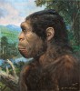 Člověk vzpřímený (Homo erectus) se jako první známý hominin rozšířil z Afriky do Eurasie. Orig. P. Modlitba