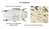 Význam UV reflektance pro zbarvení brouků není na rozdíl  od motýlů tak známý. Jako příklad může sloužit asijský chroust rodu Lepidiota. Výřez zachycuje mikroskopické detaily povrchu kutikuly pokryté množstvím zploštělých chloupků, které jsou zodpovědné za odraz v UV spektru. Foto J. Vlach