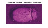 Na obr. snímek chrousta rodu Lepidiota pořízený fotoaparátem citlivým na  UV záření. Foto P. Pecháček a J. Vlach