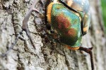 Setkání s dlouhonožcem Cheirotonus peracanus (příbuzným chroustům) z hor pevninské Malajsie patří k zážitkům nejen kvůli jeho zbarvení, ale celkově neobvyklému vzhledu. Foto P. Šípek