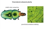 Strukturální zbarvení pomocí vícevrstevných odrazových ploch na kutikule roháče rodu Lamprima. Foto J. Vlach