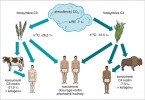 Efekt typu fotosyntézy na izotopové hodnoty rostlin a jejich konzumentů. Podle M. A. Katzenberg (2007), upraveno. Orig. M. Chumchalová