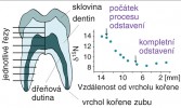 Schéma sériových řezů první stálou stoličkou a výsledná izotopová data.  Izotopové hodnoty dusíku v horní části zubní korunky jsou odrazem stravy  kojeneckého období – vysoké hodnoty ukazují na fakt, že dítě bylo kojeno.  Hodnoty naměřené v průběhu dalšího růstu zubu klesají, což odpovídá  procesu odstavení. Podle: J. W. Eerkens a kol. (2011), upraveno. Orig. M. Chumchalová 