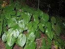 Škornice Epimedium pubigerum – reliktní hajní druh z čeledi dřišťálovitých (Berberidaceae). Foto P. Novák