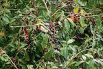 Bobkovišeň lékařská (Prunus laurocerasus) tvoří pravidelnou součást zdejších lesů. Foto V. Kalníková