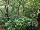 Svahový habrový les se stálezeleným keřovým patrem, kde převažuje pěnišník pontický (Rhododendron ponticum). Foto P. Novák