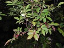 Keřová borůvka Vaccinium arctostaphylos patří mezi charakteristické druhy lesů Kolchidy. Foto P. Novák