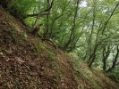Svahový les s převládajícím habrem kavkazským (Carpinus caucasica) a chudým bylinným patrem. Foto P. Novák