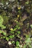 Lomikámen východní (Saxifraga cymbalaria) porůstá vlhké zastíněné skalky. Foto K. Chytrý