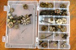 Plodnice různých druhů hvězdovek v krabičce pro terénní sběr. Foto P. Zehnálek