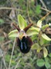 Endemický tořič maltský (Ophrys melitensis) vykazuje značnou variabilitu  ve zbarvení vnějších okvětních lístků i v podobě pysku. Foto J. Čeřovská
