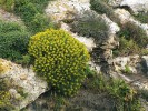 Od listopadu do června v garrigue kvetou statné polokulovité keře pryšce dřevnatého (Euphorbia dendroides) a menšího vzácnějšího endemického pryšce maltského (E. melitensis, na snímku). Foto J. Čeřovská