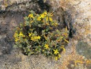 Zajímavá třezalka egyptská (Hypericum aegypticum) má těžiště svého rozšíření v severní Africe. Na Maltě je tento druh významná skalní rostlina (petrofyt), řazená i do červené knihy. Foto J. Čeřovská