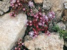 Jednou z nejhezčích skalniček Malty je rozchodník sivý (Sedum caeruleum), dosti vzácný druh západního Středozemí a Malty, kde je zařazen do červené knihy. Foto J. Čeřovská