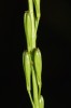 Bařička bahenní (Triglochin  palustris) plodící. Foto P. Tájek