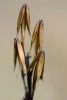 Bařička bahenní (Triglochin  palustris) semenící. Foto P. Tájek