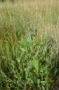 Ukázka druhů slaniskových trávníků a křemelinového štítu:  lebeda hrálovitá širokolistá (Atriplex prostrata subsp. latifolia) je typický druh narušovaných míst na slaniscích Soosu. Foto J. Brabec 